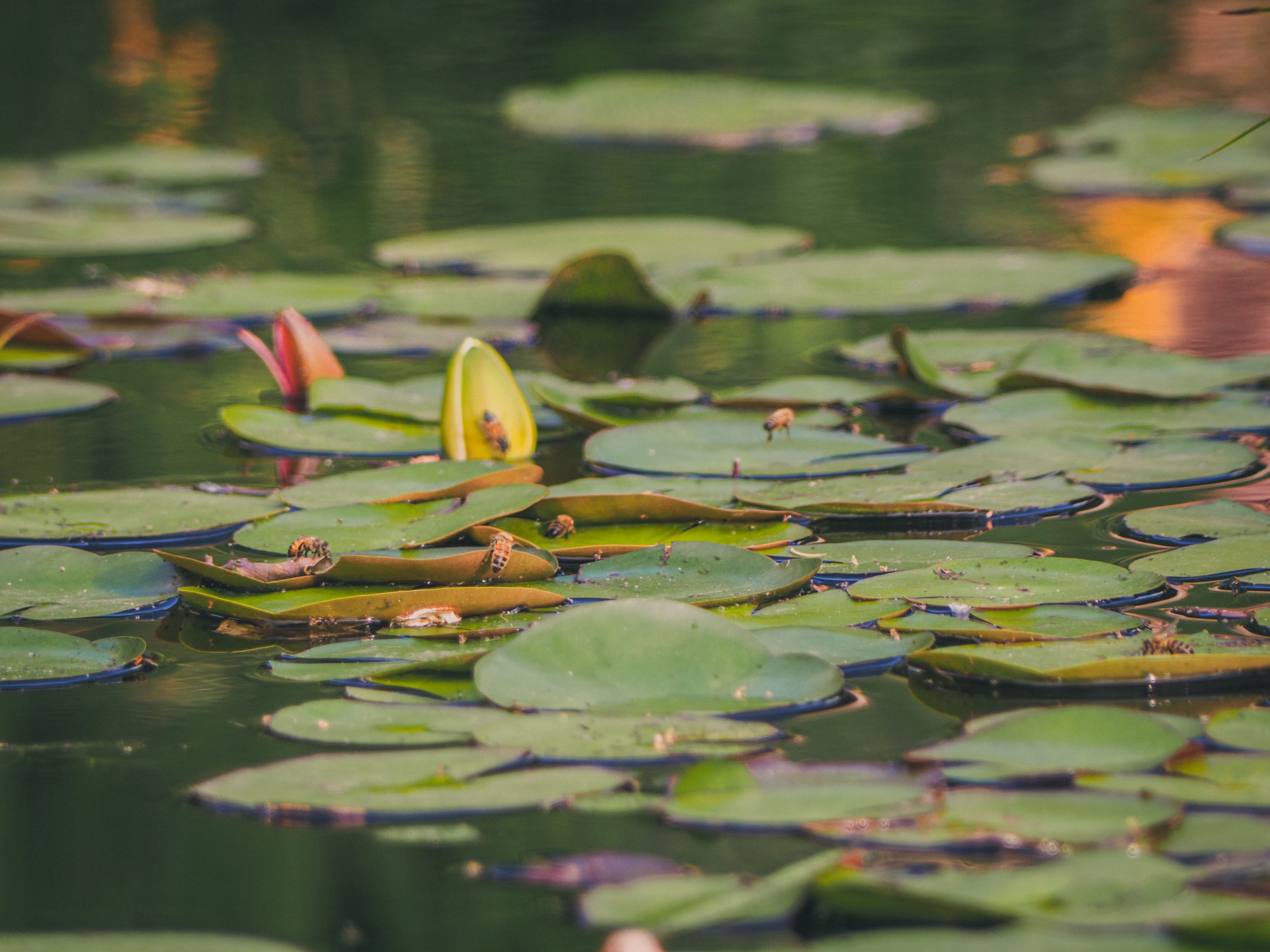 Lily pads on water