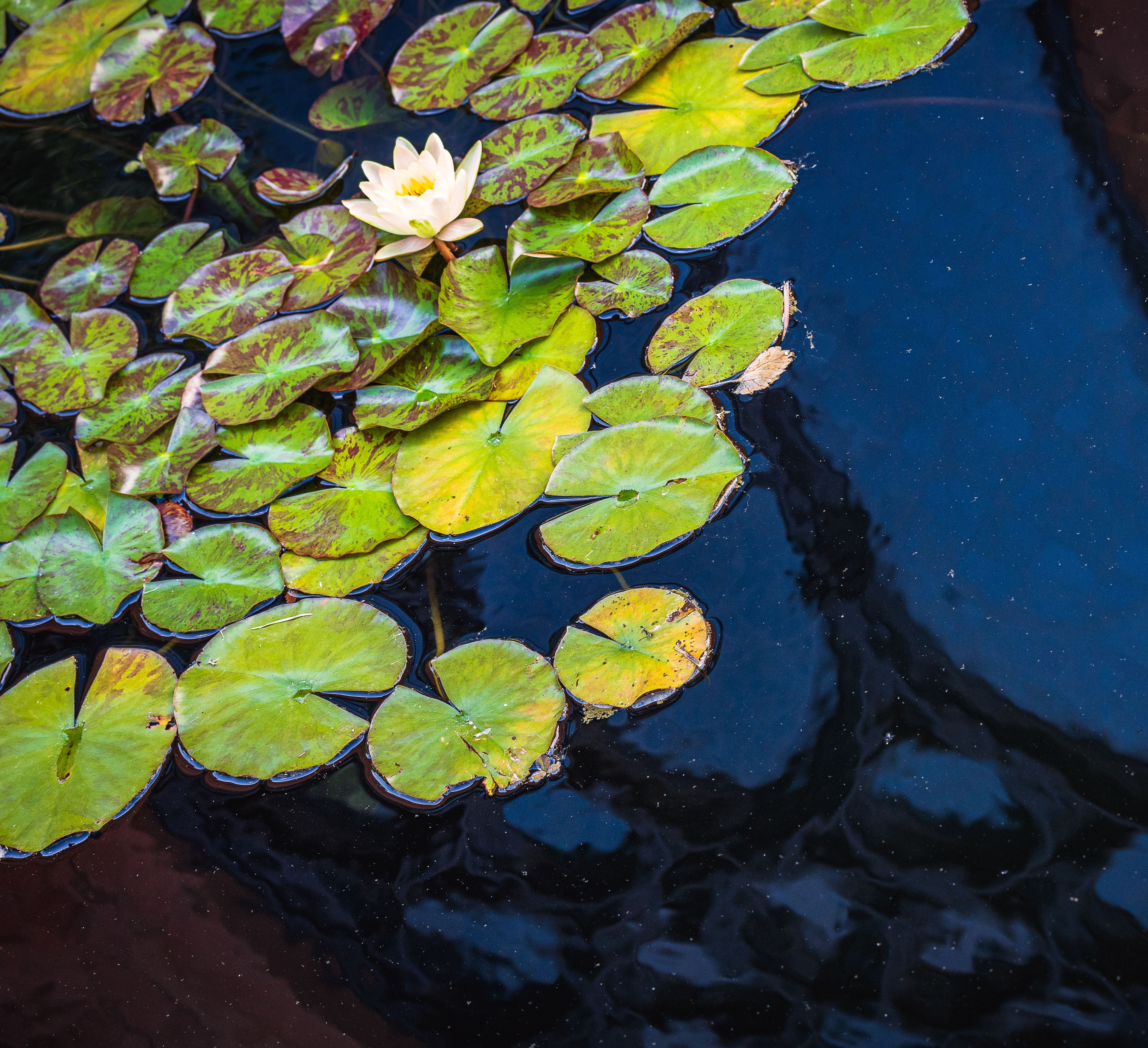 Lily pads on the pond.