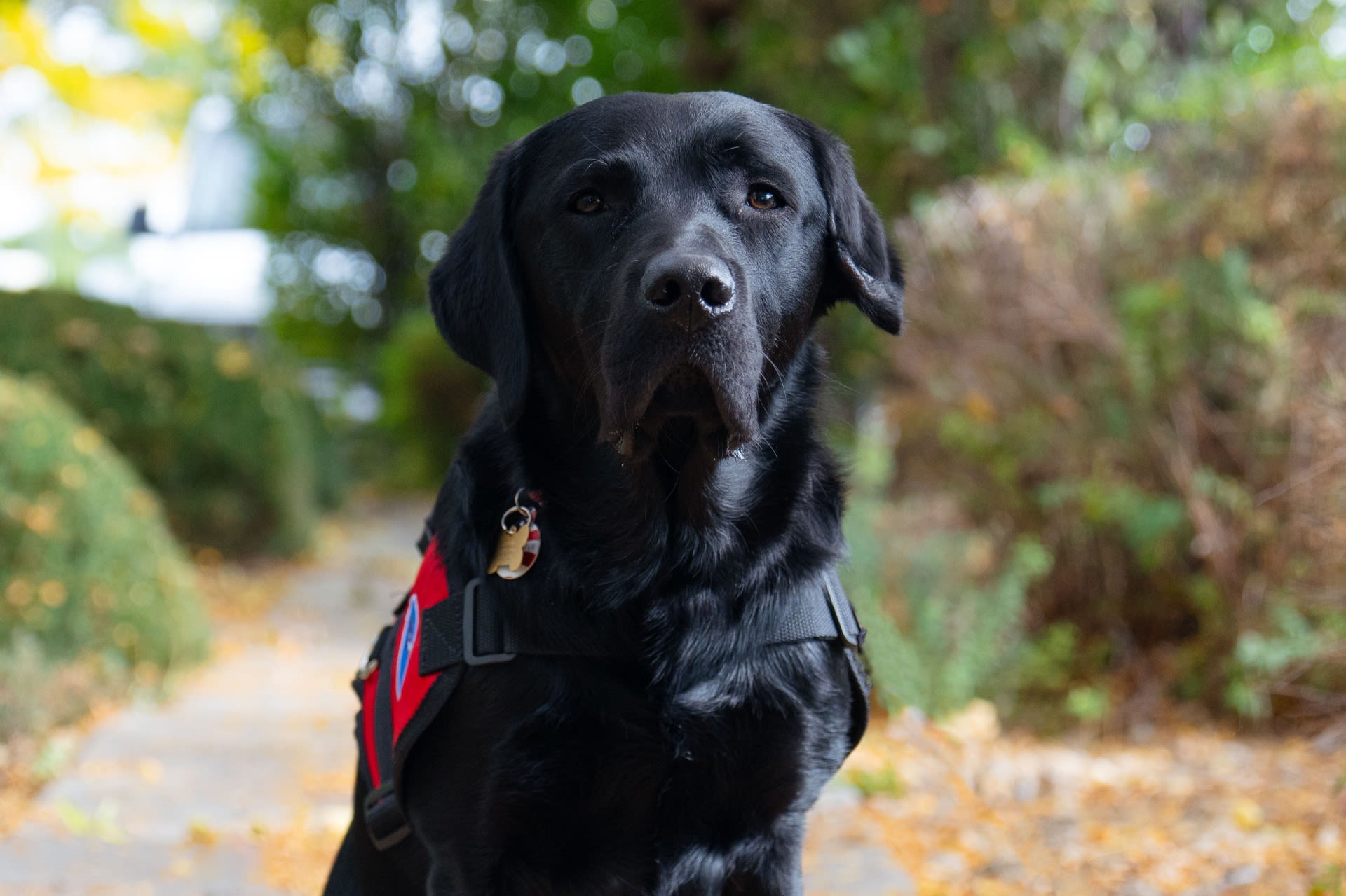 Williams says Montana, a black Labrador, gives her the freedom to be herself.