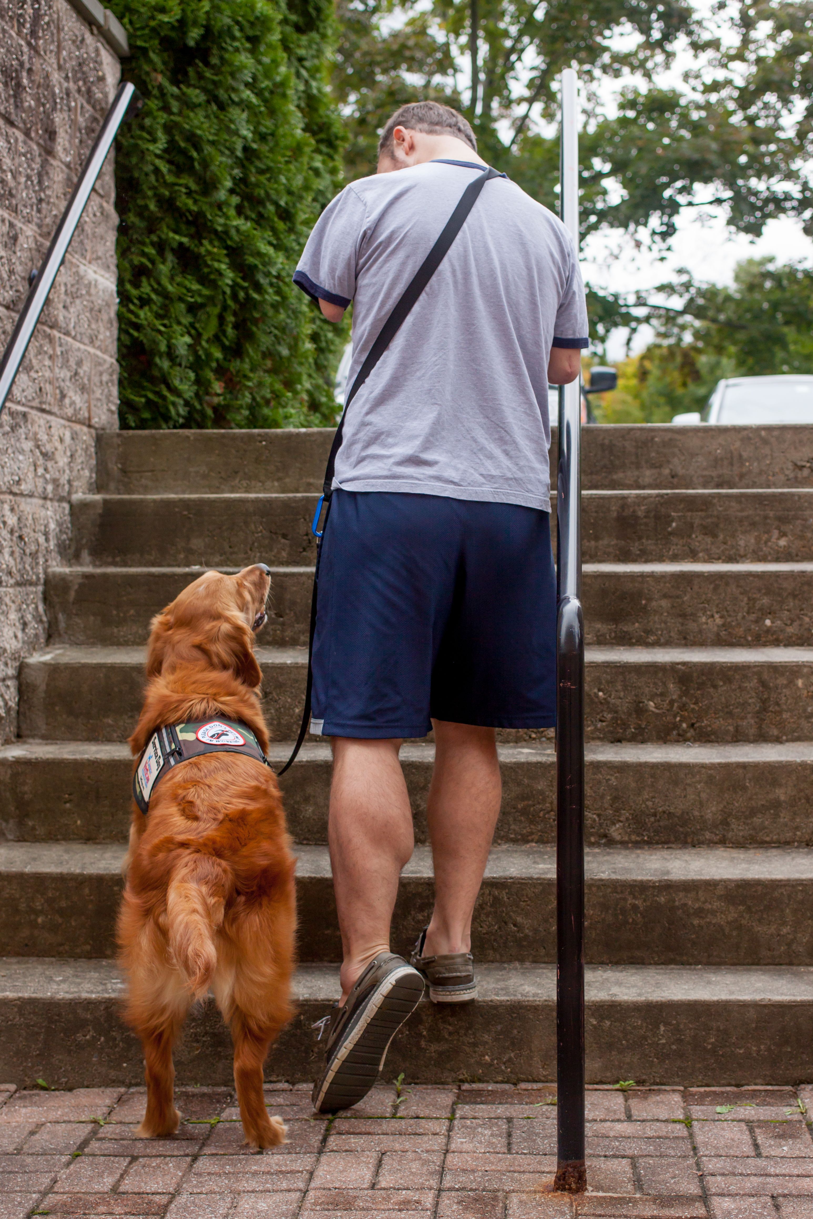 Service dogs offer strength, comfort, and independence to veterans.