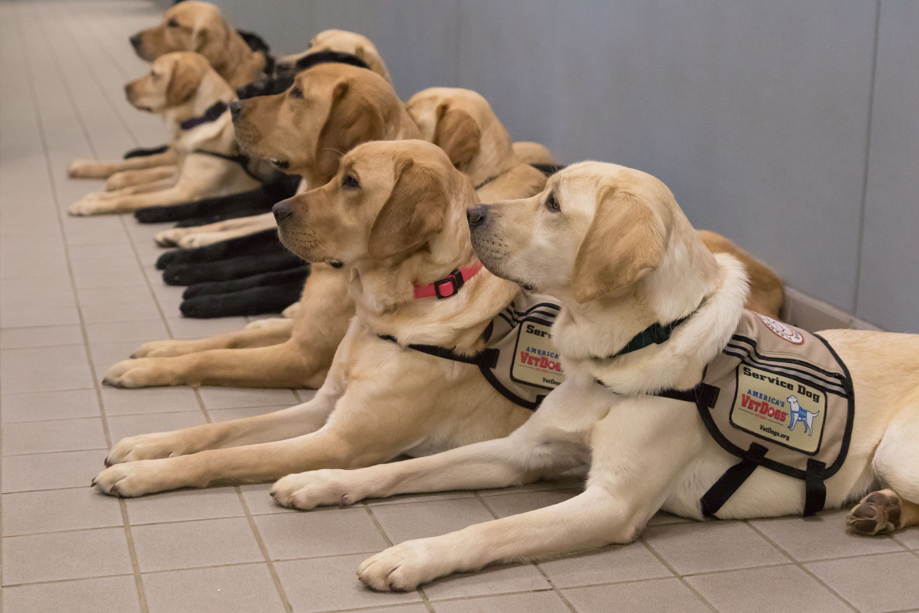 Yellow labs training to be service animals