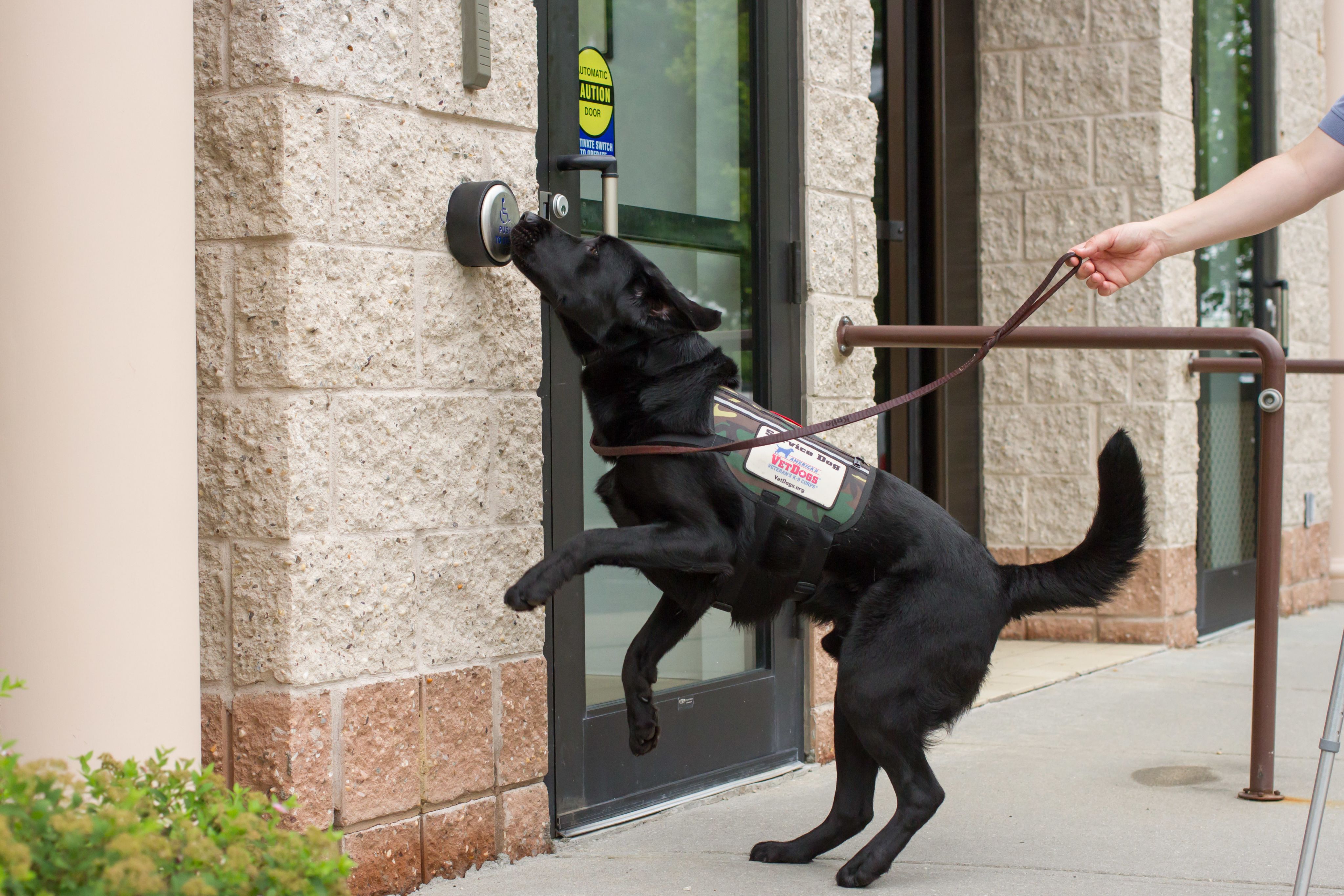 A service dog pushing a door button with its nose.