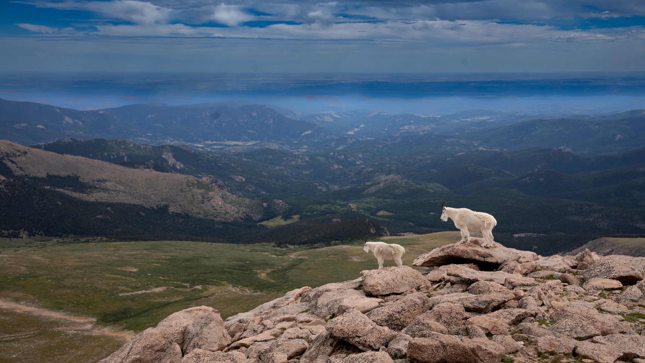 Two mountain goats stand adjacent to one another on a rocky outcropping, set against a beautiful mountain vista.