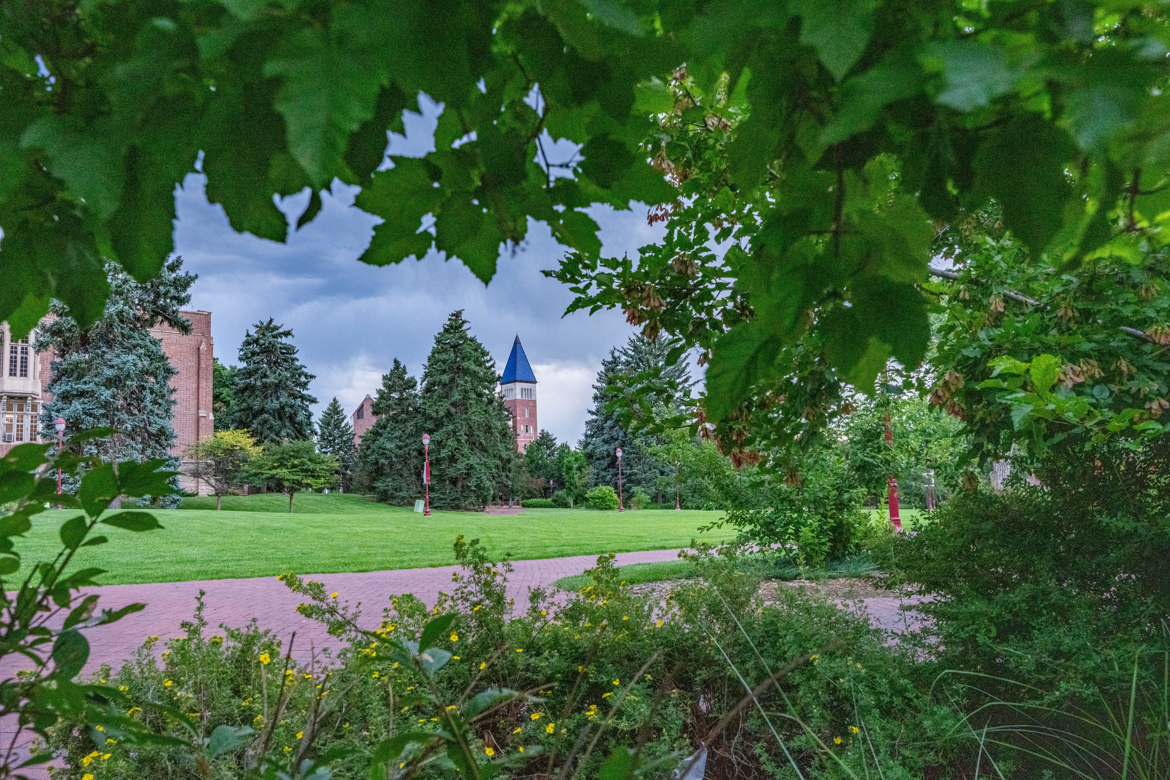 A photo of trees on the University of Denver Campus
