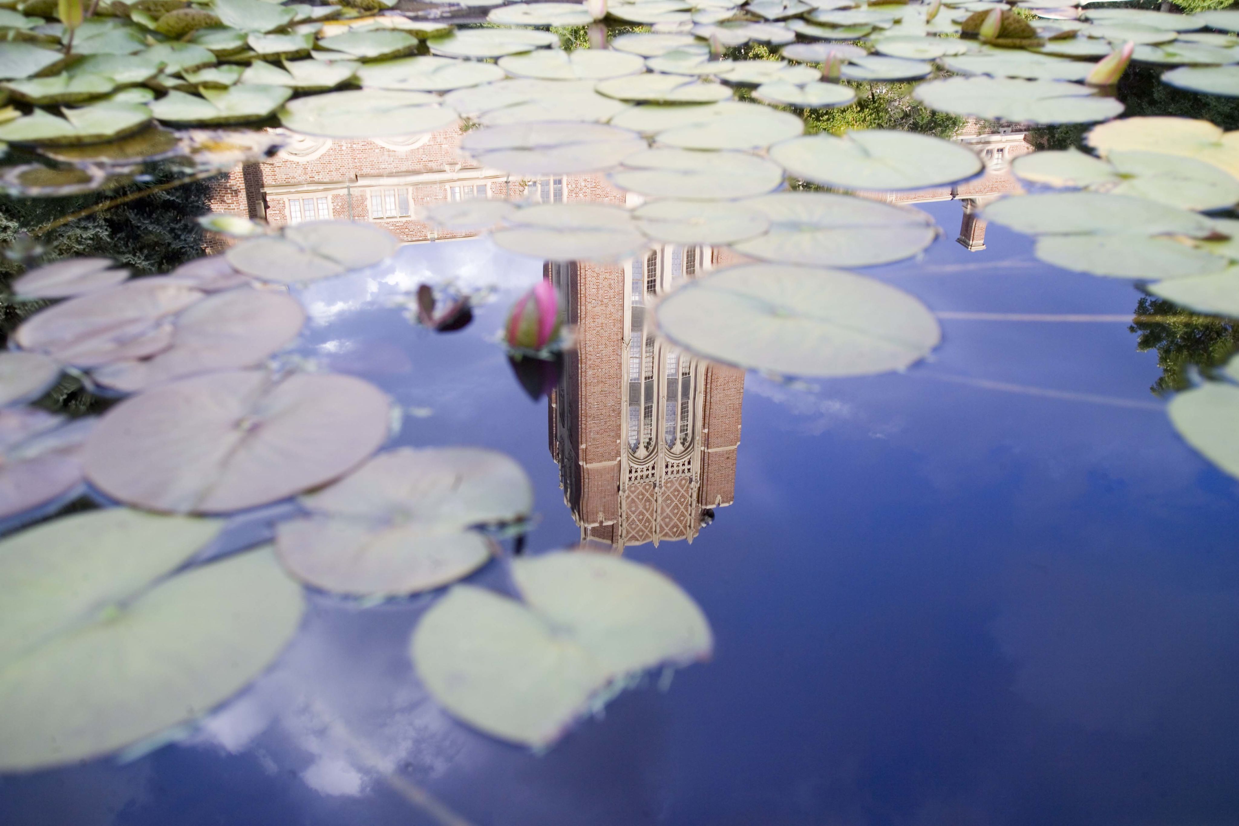 A photo of lily pads in a pond with the Mary Reed Building reflecting off the water