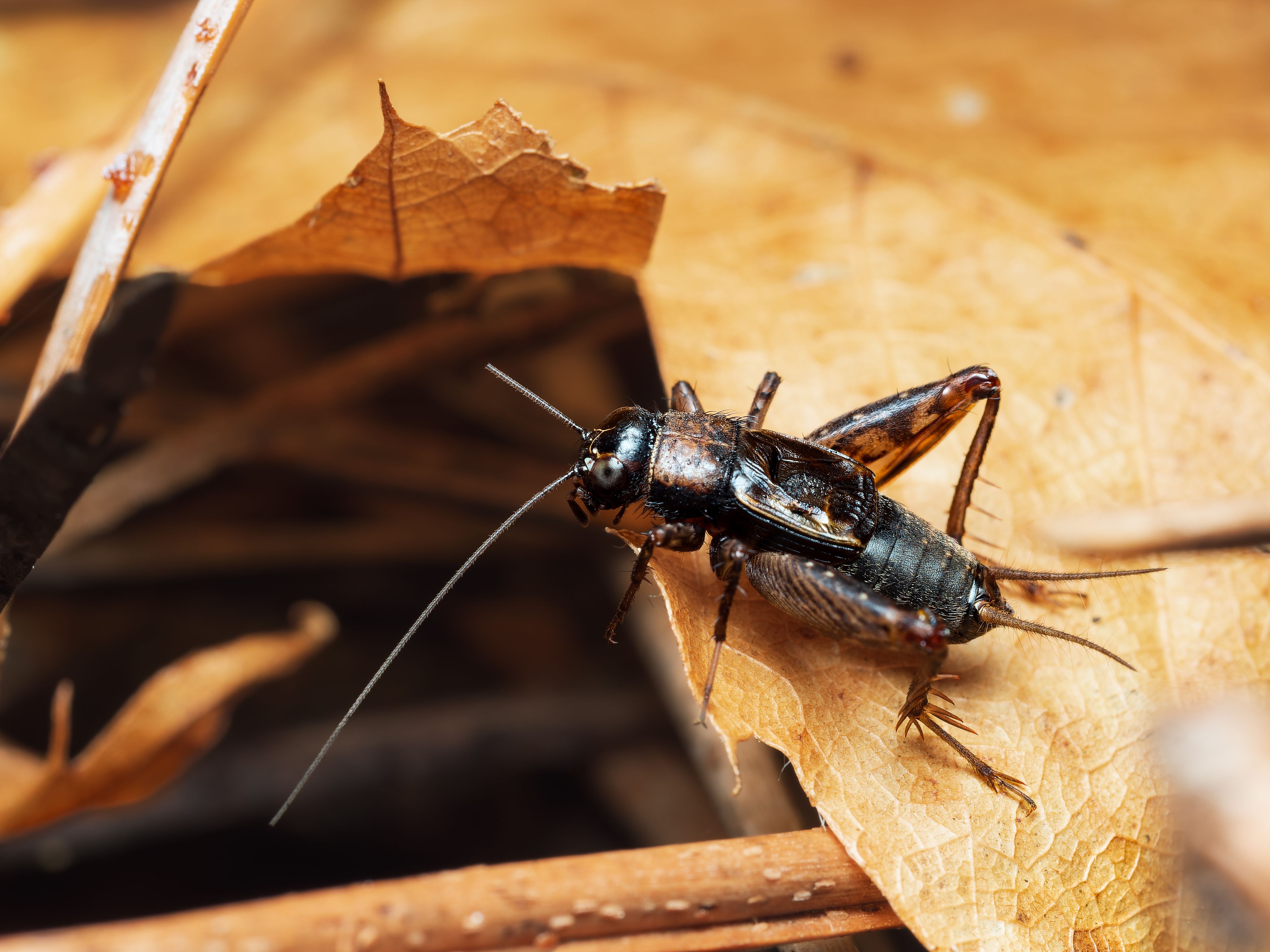 A pacific field cricket sits on a brown leaf