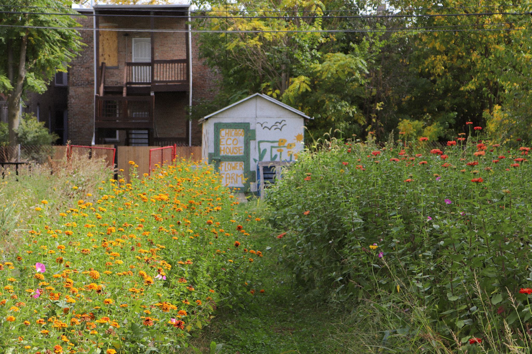 Flowers growing in an urban lot.