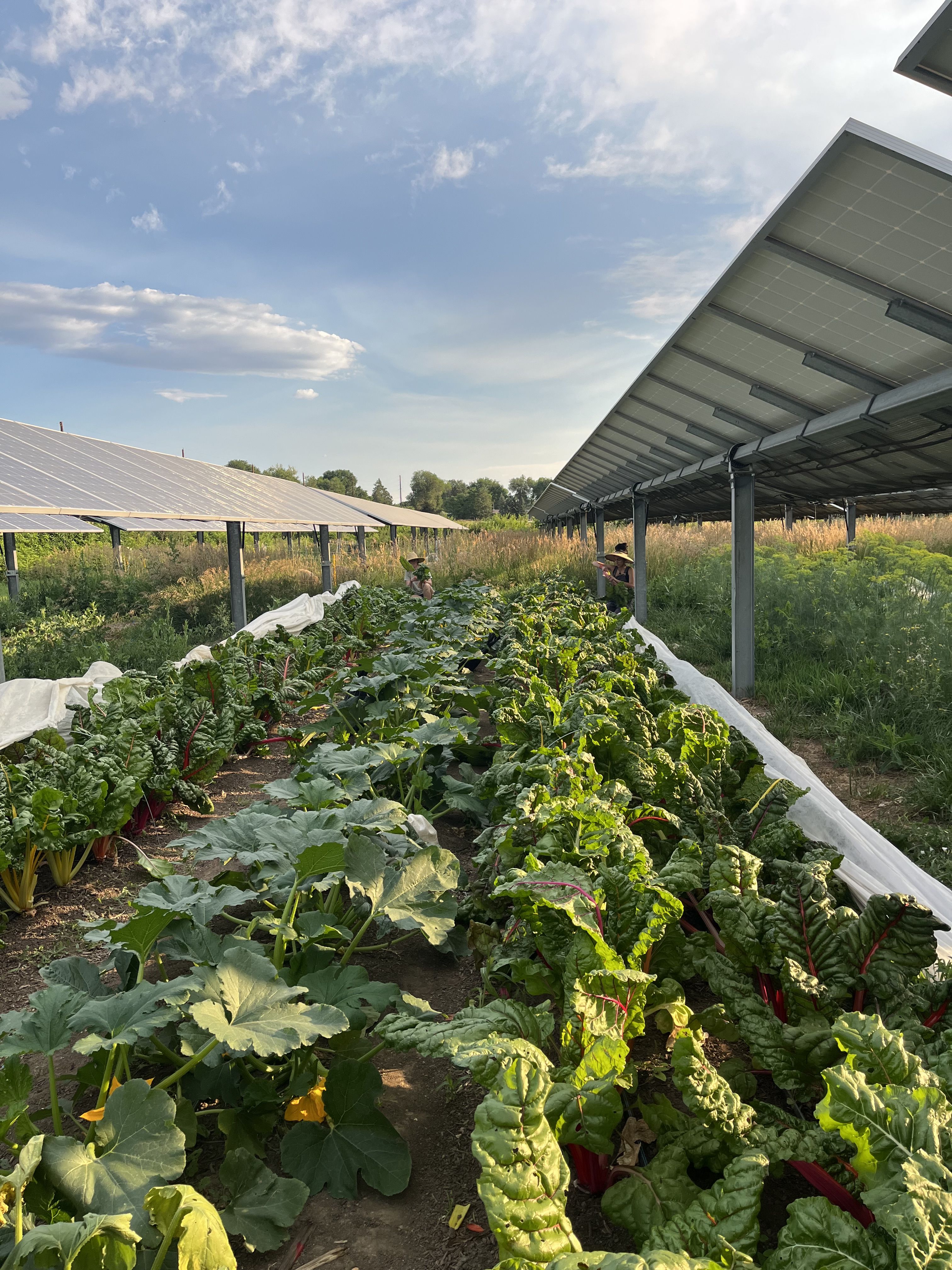 Crops growing in between solar panels